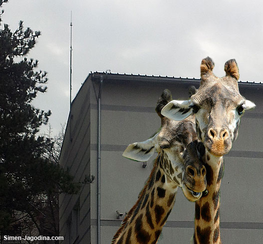 gromobran cuva Jovancu i Emu